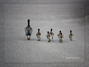 ducks-686098_960_720