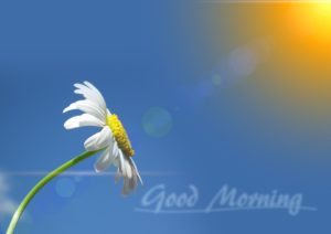 goedemorgen