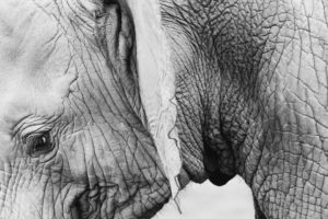 olifant