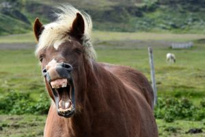 iceland-pony-1592365_640