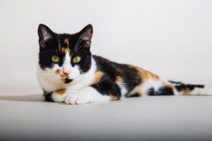 cats-1332320_960_720